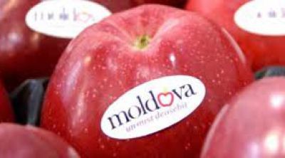 Potrivit producătorilor, în mai puţin de o lună, embargoul rusesc le-a provocat pierderi totale de 200 de milioane de lei. Foto: publika.md