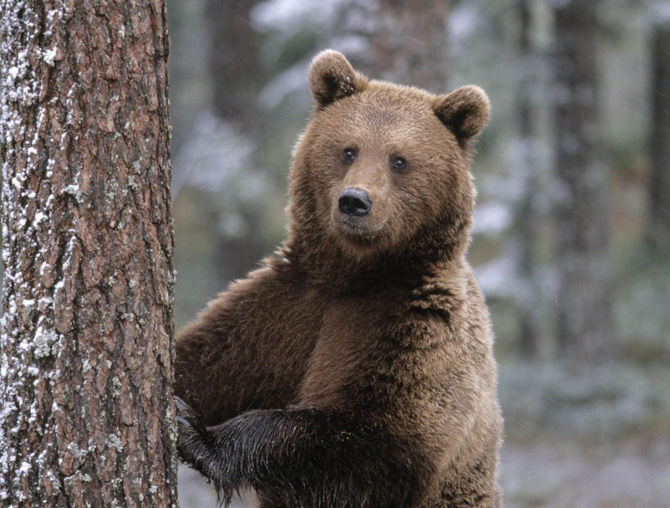 Zeci de urşi au invadat străzile unei localităţi din România. Foto: monitorulvn.ro