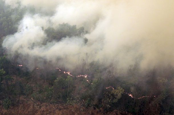 Страну охватили лесные пожары, в дыму даже столица. Фото: reuters.com