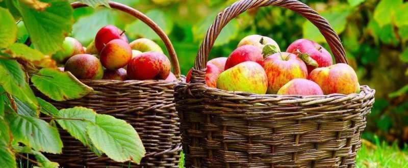 Producători de fructe și apicultori, mai aproape de piața UE. Foto simbol: StiriAgricole.ro