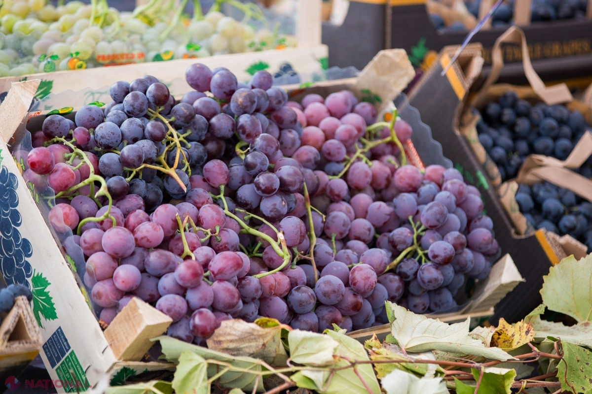 Moldova a exportat peste 30.000 de tone de struguri de la începutul sezonului.