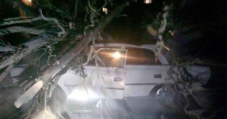 В Запорожье из-за ураганного ветра дерево упало на "Москвич" с людьми в салоне. 