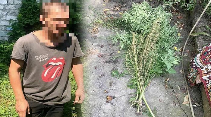 На приуседебном участке в Бубуечь обнаружили более 270 кустов конопли. Коллаж Point.md.