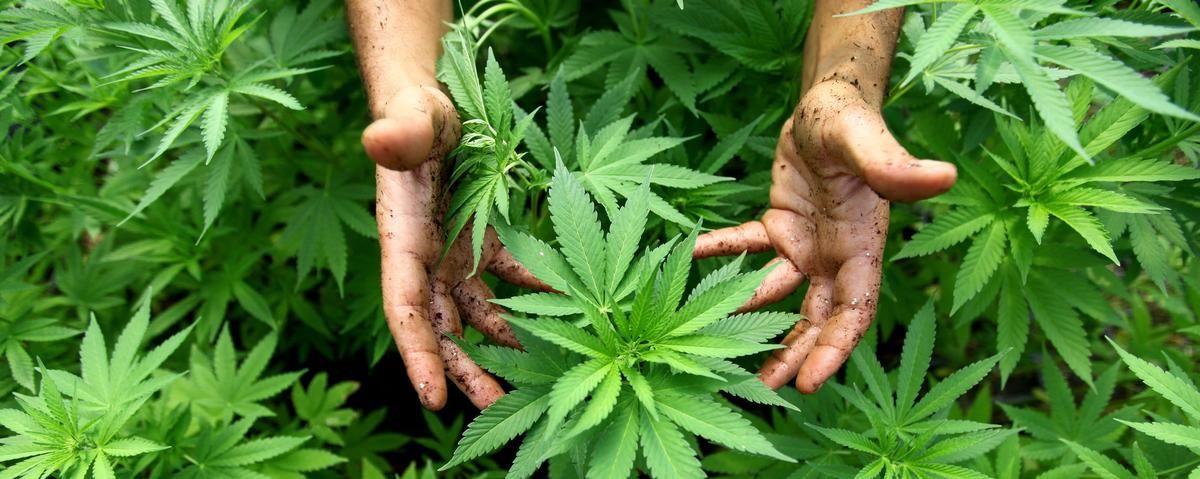 În Georgia a fost dezincriminat consumul de marijuană. 