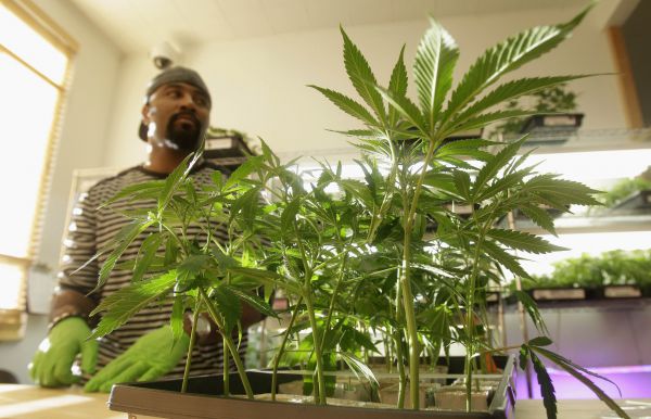 Parlamentul danez a votat pentru legalizarea marijuanei. 