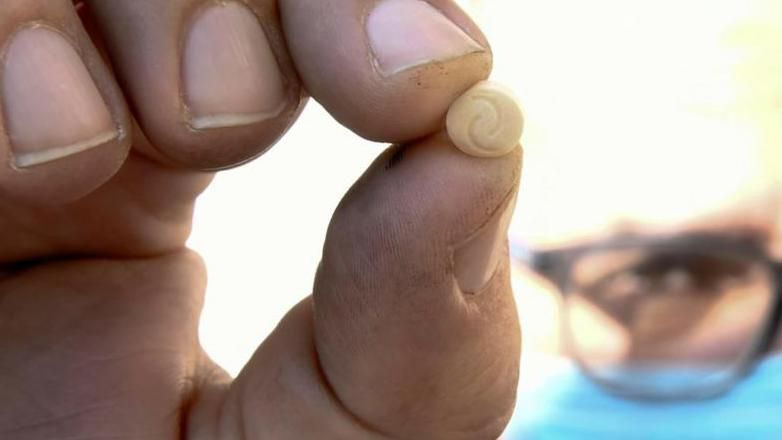 BBC: Высшие сирийские чиновники связаны с торговлей наркотиками.