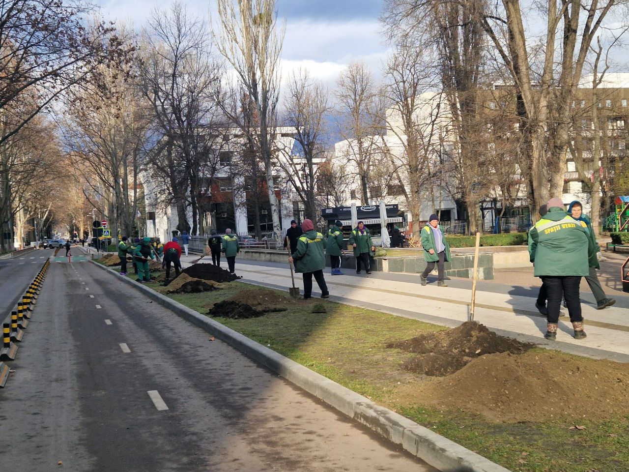 Более сотни молодых платанов будут расти на центральных улицах Кишинева.