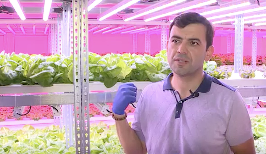 Габурич выращивает разные сорта салата, используя современные агротехнологии. 