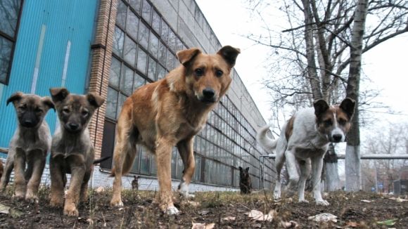 Положение нацелено на прекращение бесчеловечного отношения к бездомным животным Кишинева. Фото: oren-cats.ru.
