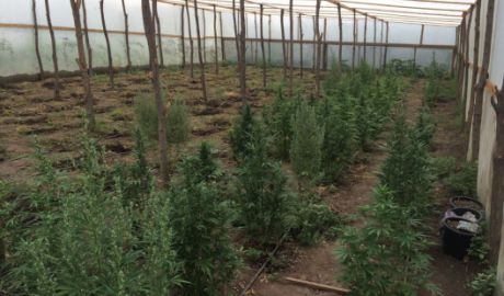 Suspectul creştea plantele de cânepă în sere, pe care ulterior le depozita în pădurea din preajmă.