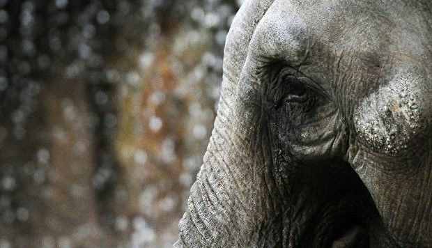 Un elefant a atacat un angajat când acesta a intrat în cușcă să-l spele. 