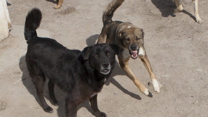 Maidanezii, spaima bălţenilor. Patrupezii agresivi, în preajma liceului. Foto: publika.md