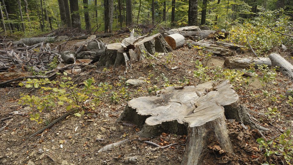 Defrişările ilegale iau amploare în municipiul Bălţi. Foto: pressalert.ro