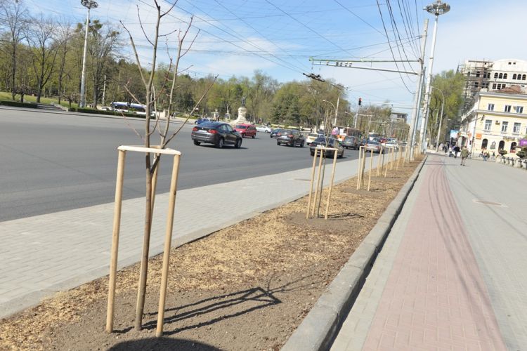 Primăria Capitalei se mîndrește cu cei 15 000 arbori și arbuști. Foto:chisinau.md