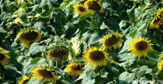 Fermierii depozitează floarea-soarelui în hambare şi aşteaptă ca preţurile de achiziţie să crească.