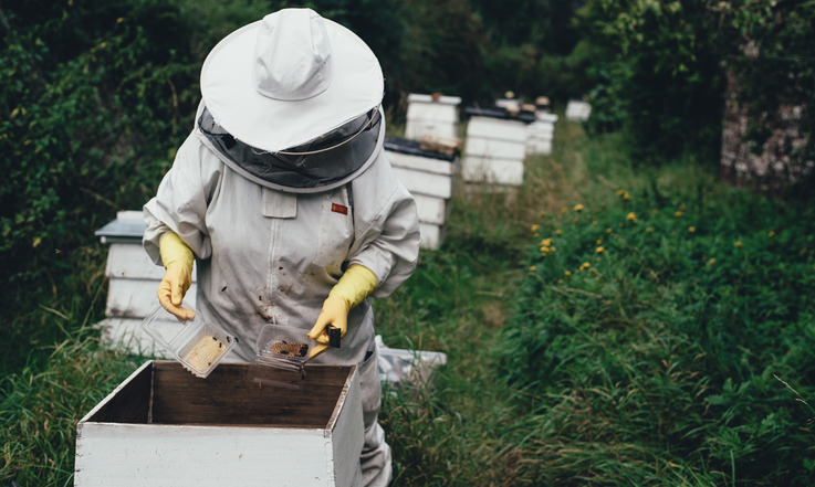 Apicultorii moldoveni vor produce pentru prima dată miere organică