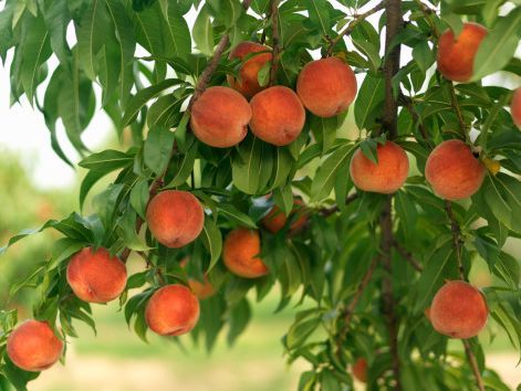 Piersicile- fructele longevității. Motive pentru care ar trebui să le consumi. Foto: ecology.md