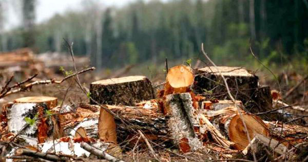 В Кагульском районе незаконно срублено более 650 деревьев.