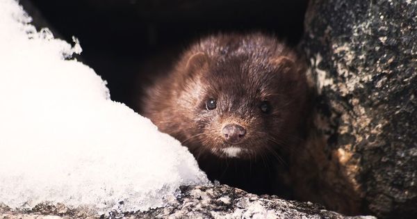 В ЕК сочли незначительным риск заражения людей коронавирусом от норок.