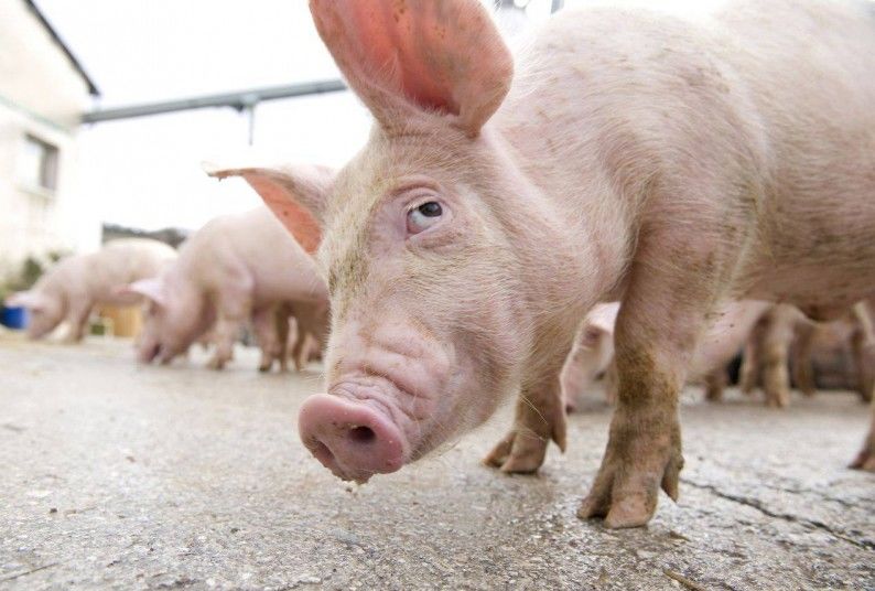 Noi restricţii la sacrificarea porcilor de Crăciun. 