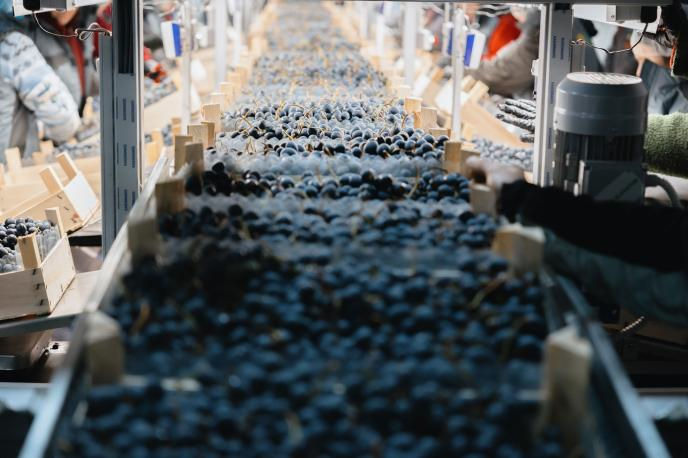 Молдова уже продала виноград на $9 млн: главные импортеры — Румыния и Россия.