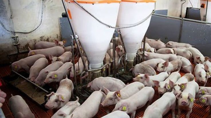 Молдавский фермер на грант ЕС создал «антистрессовую» свиноферму