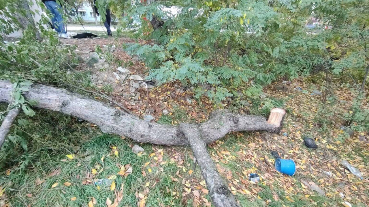 В Бельцах незаконно вырубили деревья: ущерб превысил 110 тысяч леев.