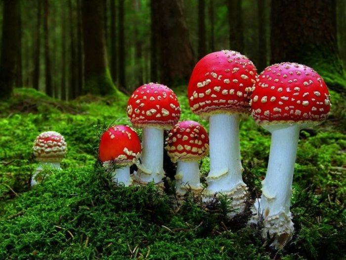 Pe parcursul săptămânii precedente în raionul Orhei au fost înregistrate patru cazuri de intoxicaţie.