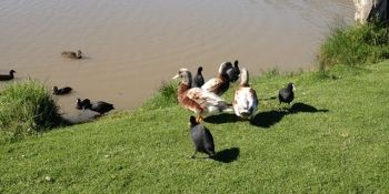 O rață a fost surprinsă în timp ce înota pe lac cu un cuțit înfipt în cap 