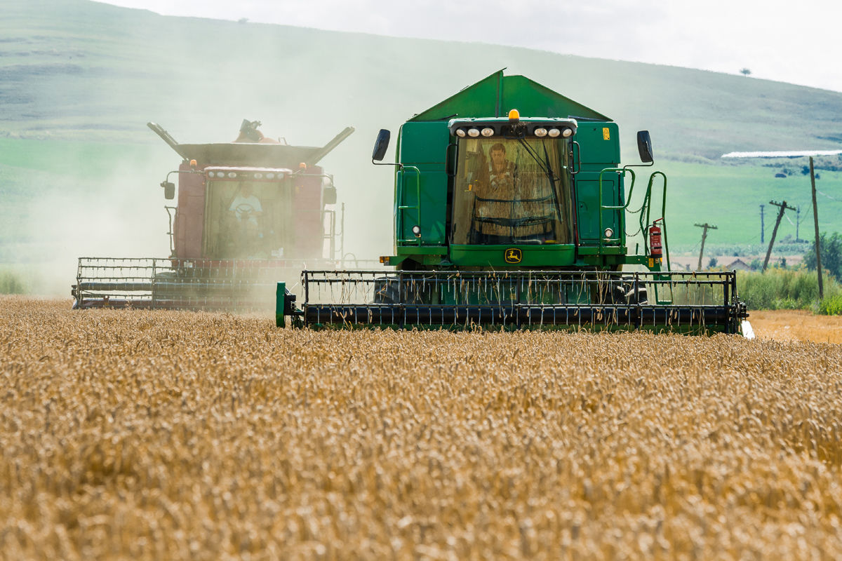 Producţia agricolă a crescut cu 19 la sută în 2016. Foto: agroturdean.ro