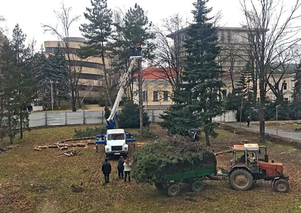 Ciocănitoarele și dăunătorii, găsiți vinovați în tăierea a 29 de arbori.
