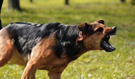 Fetiţa a fost muşcată puternic de umărul stâng şi are câteva coaste rupte, iar pe corp a suferit multiple plăgi deschise. Foto: targovistenews.ro