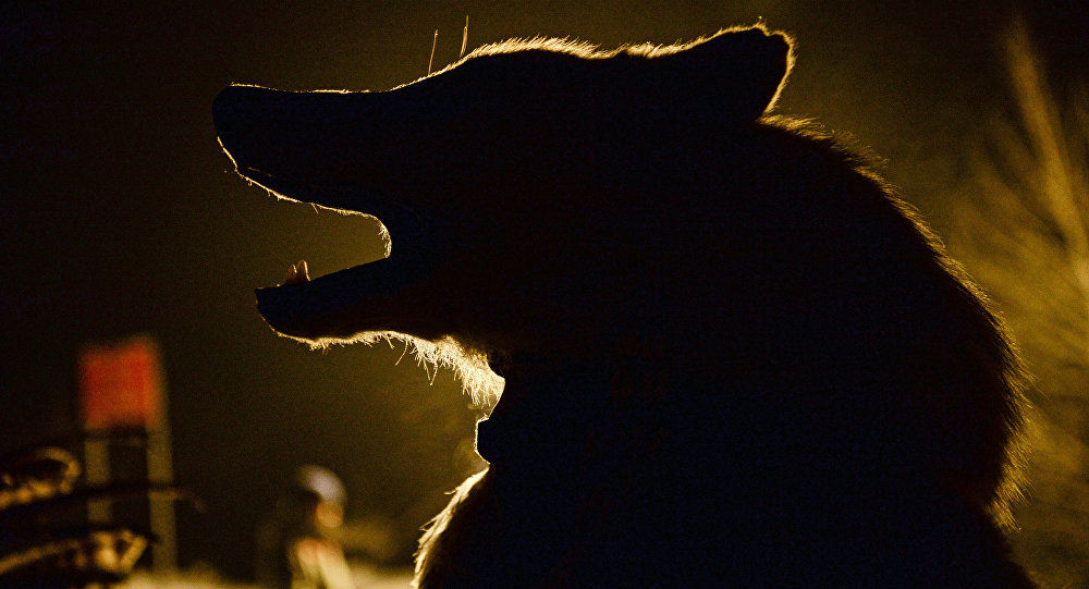 În timpul verii s-au înregistrat cazuri în care lupii au atacat animalele domestice. Foto: Sputnik/ Александр Кряжев