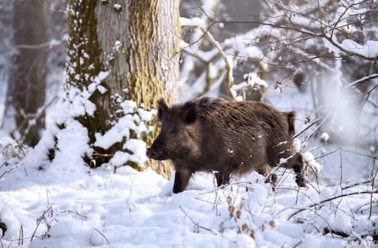 Producătorii avertizează asupra riscului răspândirii pestei porcine.