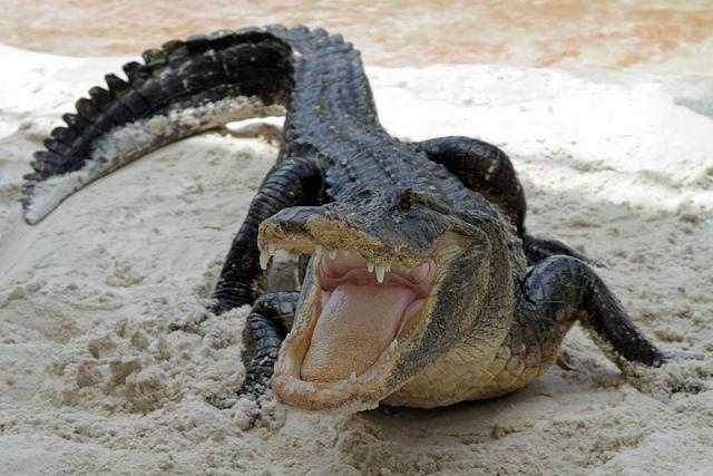 Un aligator a atacat un băiețel de doar doi ani și l-a tras în apă.
