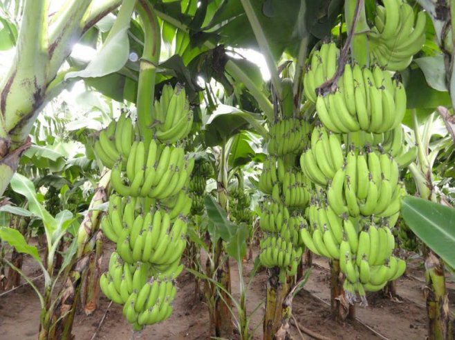 Alertă în toată lumea: Bananele au fost infectate cu o bacterie