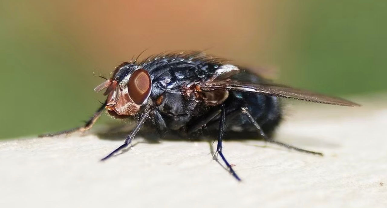 Mexic confirmă primul caz de infectare a unei persoane cu larva muștei carnivore.