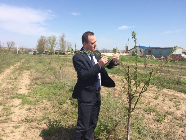 Вице-министр лично осматривает дерево.