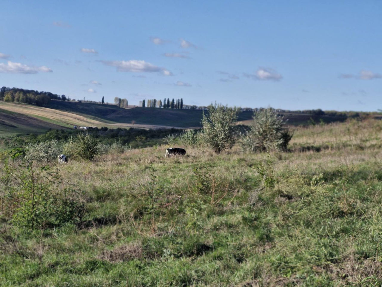 Hectare de pădure tânără din Edineț, distruse din cauza pășunatului ilicit.