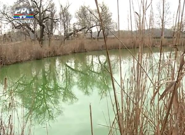 Apa unul lac din Chişinău a devenit verde. Foto: protv.md