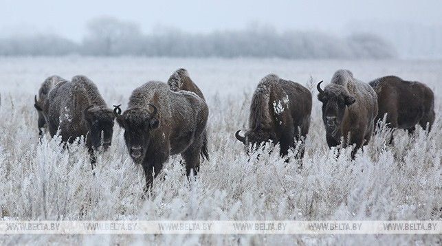 Молдова заинтересована в увеличении численности популяции зубров на своей территории. 