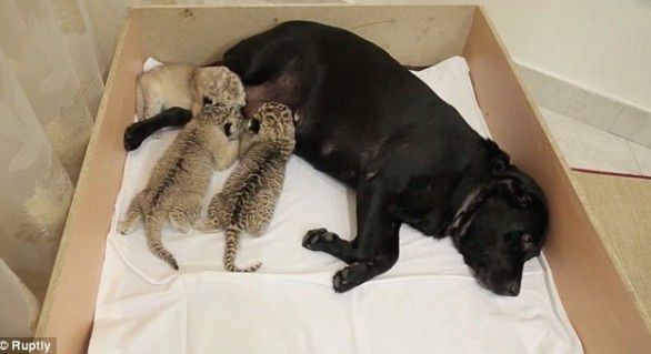 Cei trei pui s-au născut în august, iar la scurt timp au fost adoptaţi de o femelă Labrador, numită Grona.