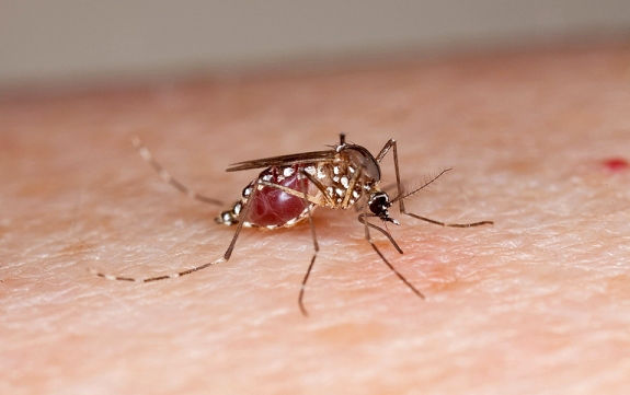 Țânţar din specia Aedes. Foto: U.S. Department of Agriculture | Flickr