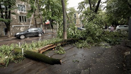 Din cauza vântului puternic, un alt copac s-a prăbuşit aseară peste un microbuz cu pasageri. Foto simbol: publika.md
