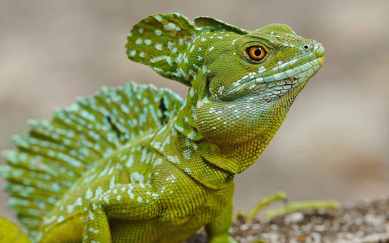 Studiu: În 200 de ani, reptilele vor deveni noii dinozauri.