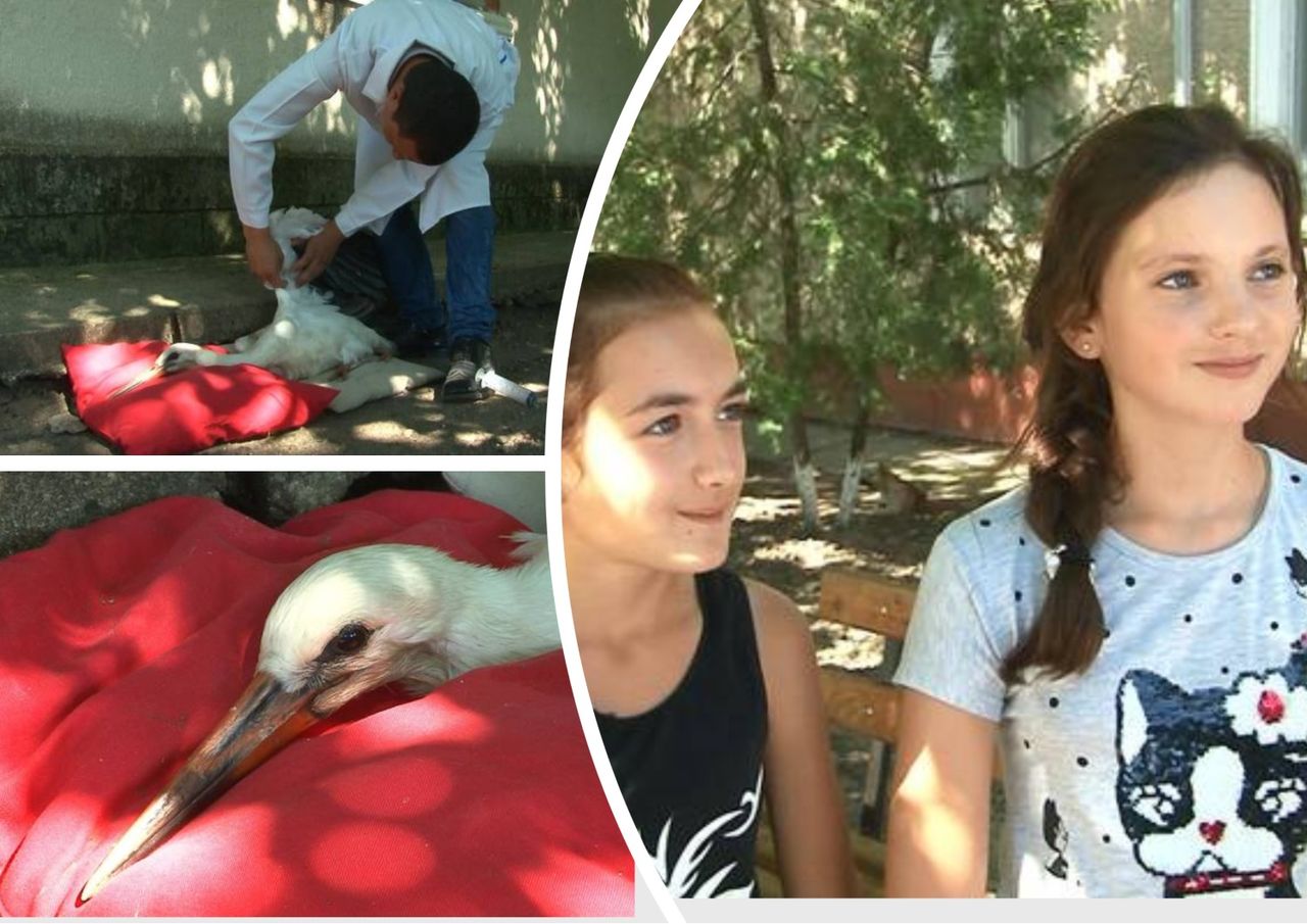 Две школьницы в Григориополе спасли аистенка.