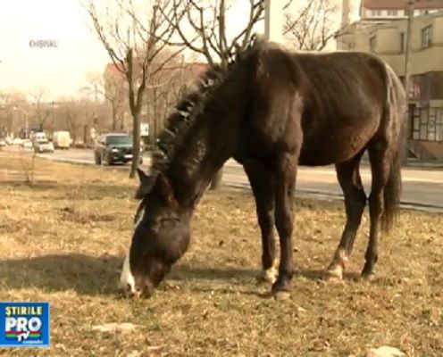 Politistii din sectorul Ciocana au alergat toata ziua dupa doi cai, rataciti intr-un parc.