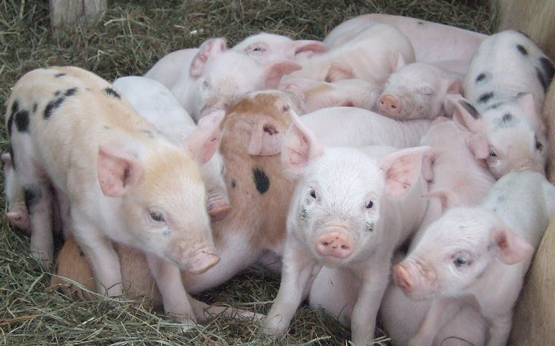Veniturile producătorilor de carne, ouă şi lactate scad în medie cu 30-40 la sută în perioada postului. Foto: avisa.org.ve