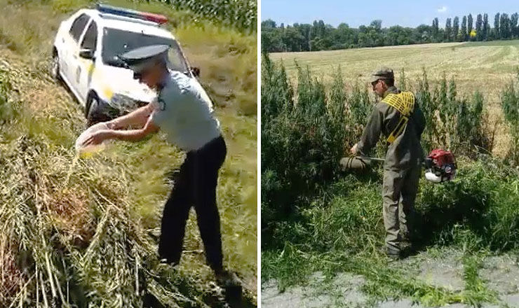 Вся обнаруженная полицейскими конопля была скошена и сожжена. 