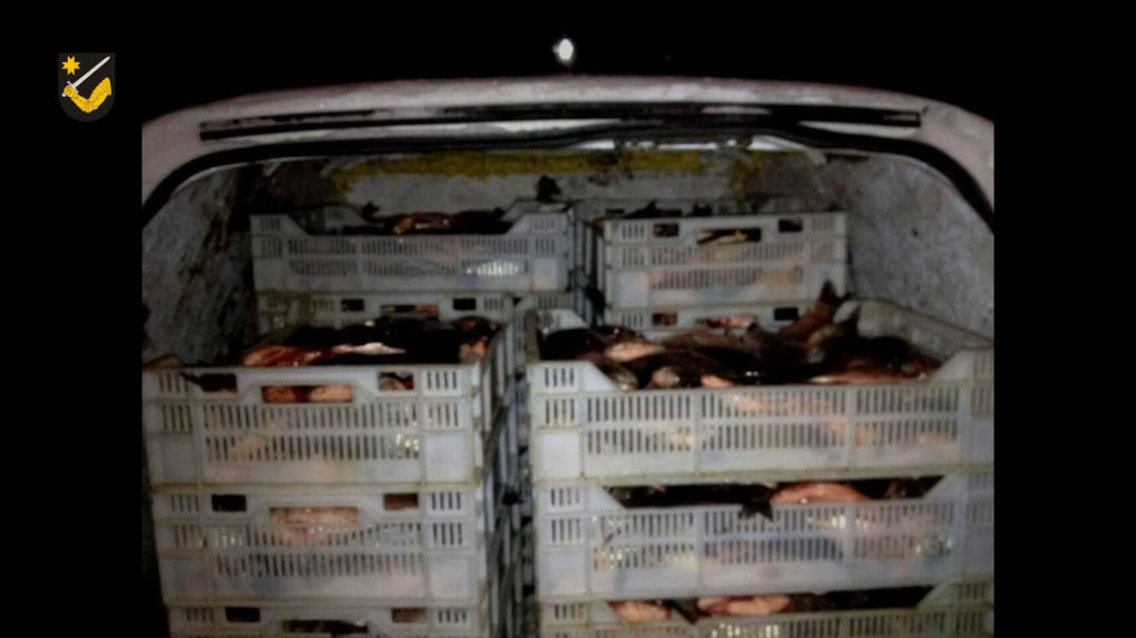 600 de kg de pește fără acte de proveniență - depistată de inspectorii de patrulare. 